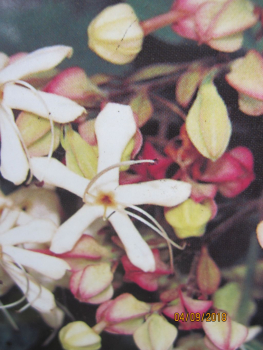 Clerodendrum trichotomum Variegatum